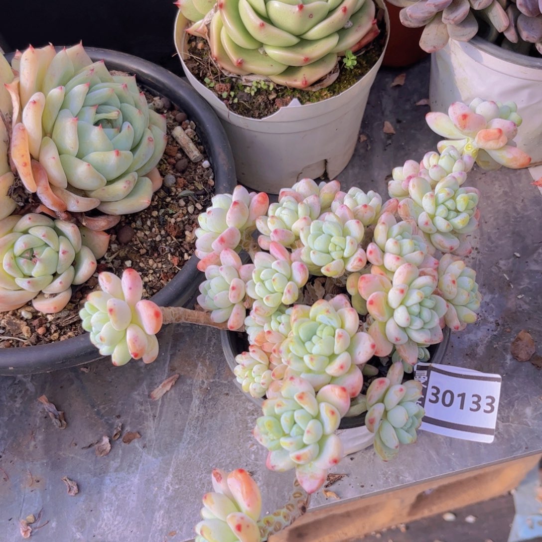 劳尔带缀多肉植物30133