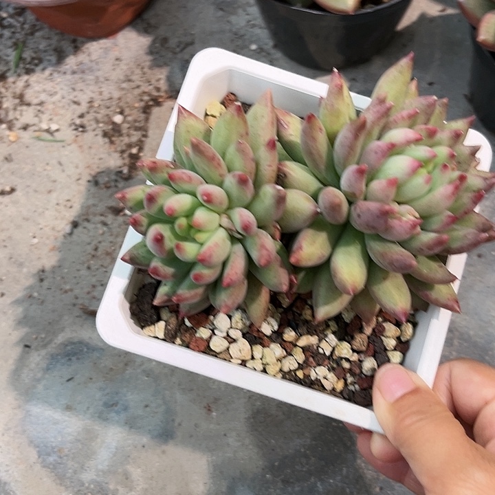 言子36788999999“咯咯咯