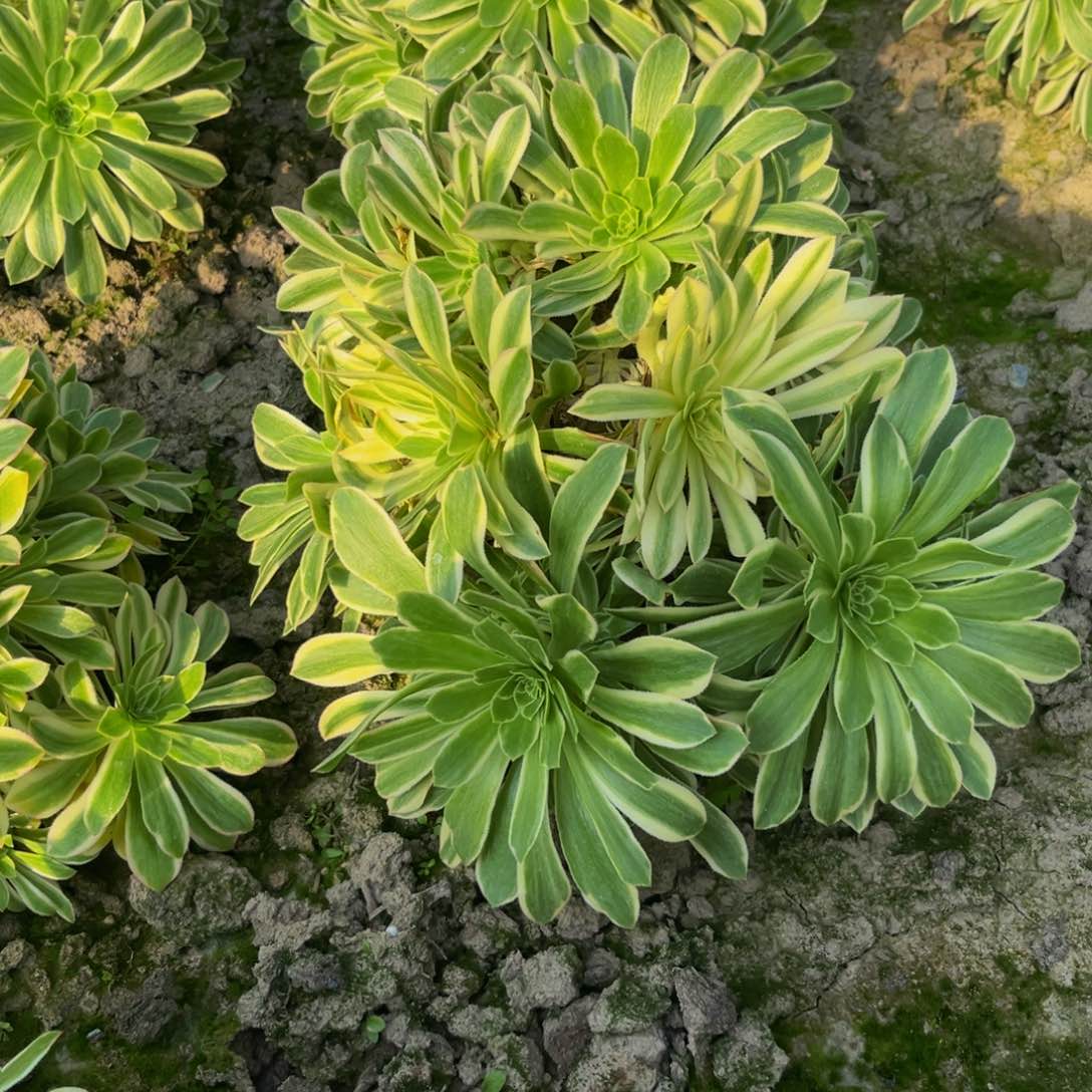 颜宁老桩多肉植物捧花的