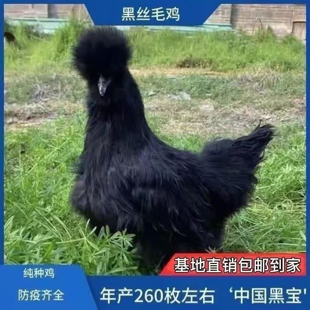 一斤黑丝乌骨鸡绿壳蛋包邮包活到家宠物鸡