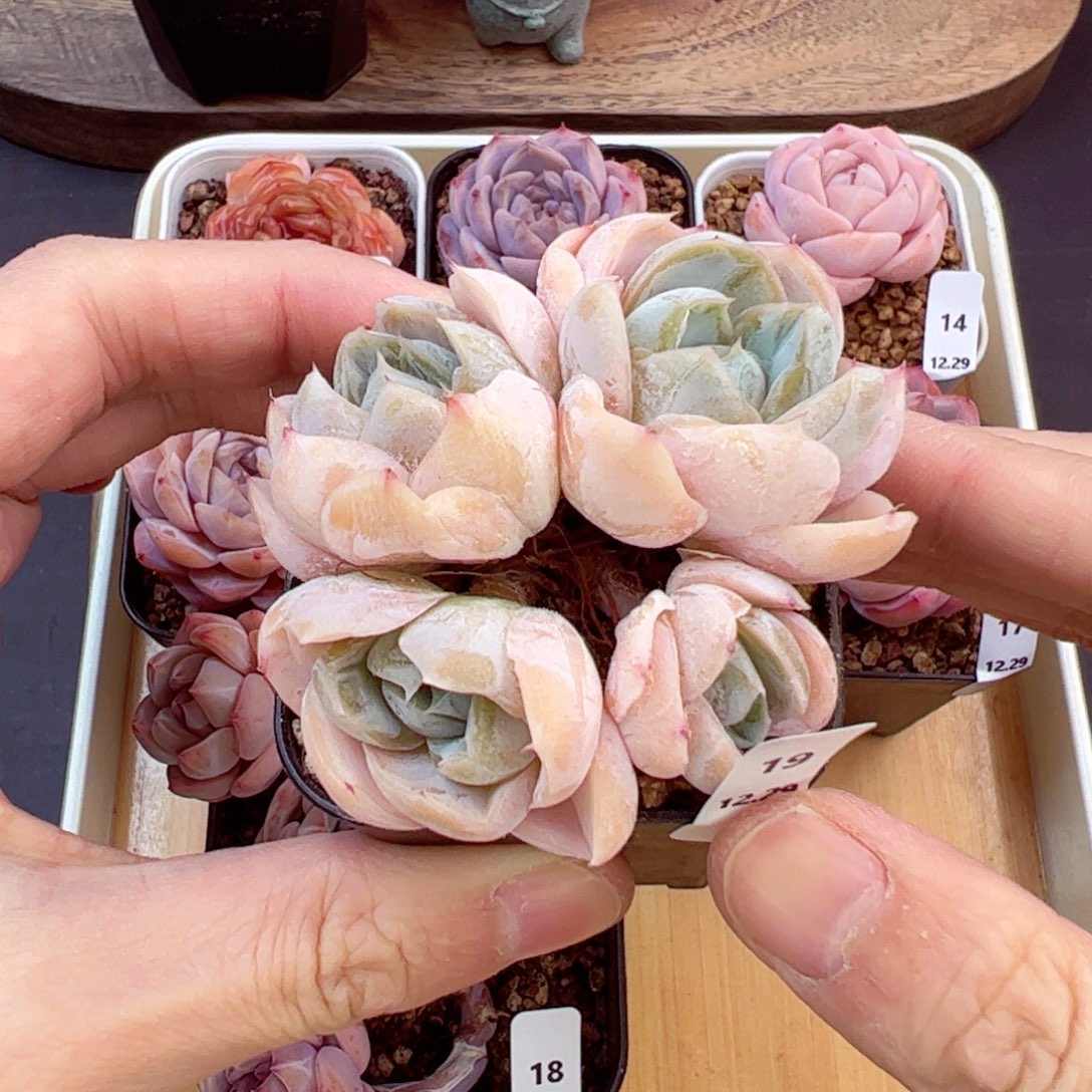 好好看19、哈哈哈哈