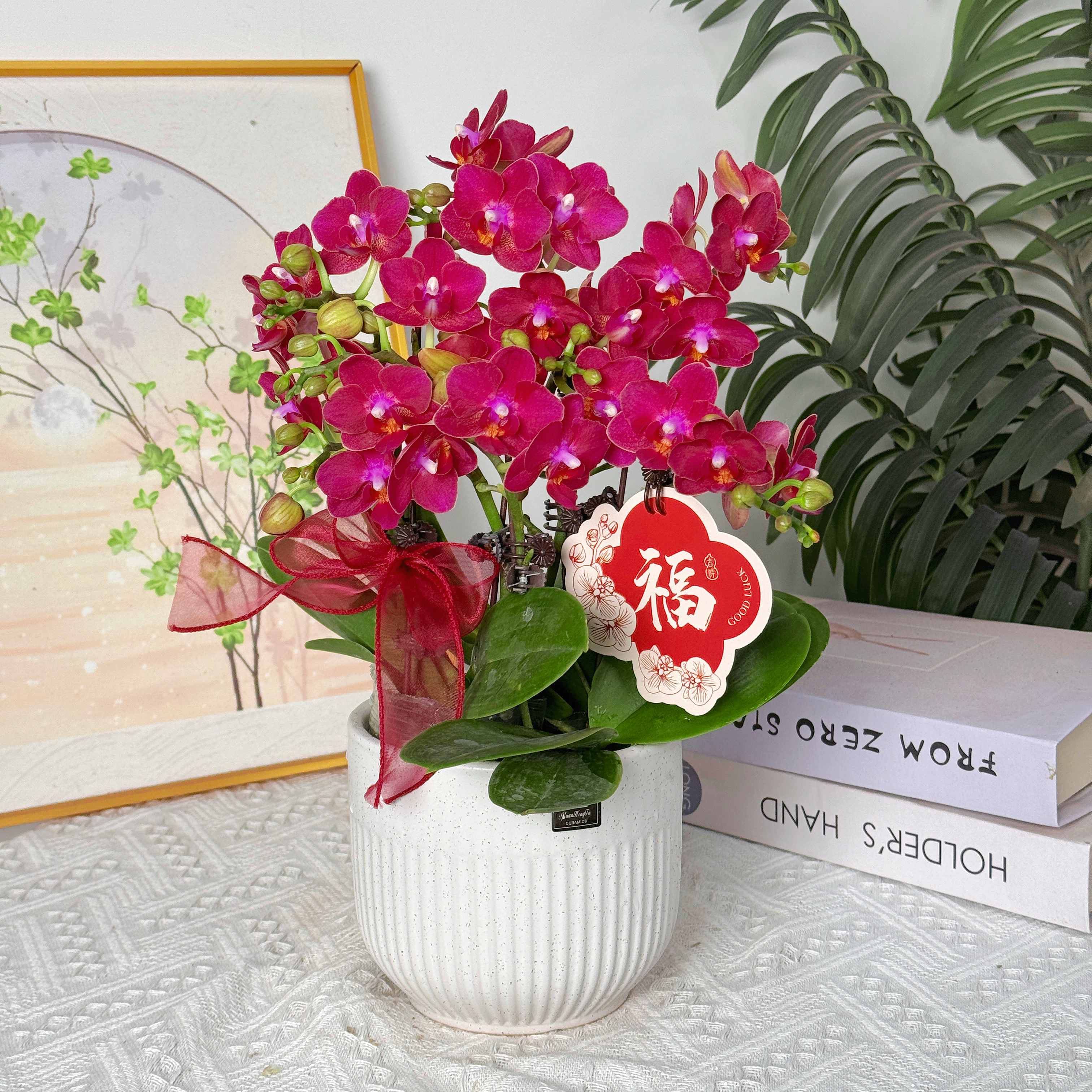 妗画【香香公主】淡香型爆款红色精致系列蝴蝶兰 带花苞基地直发