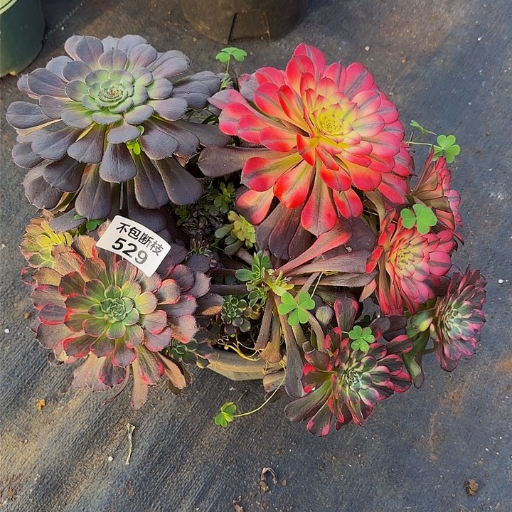 暖**生处理529多肉法师锦1111