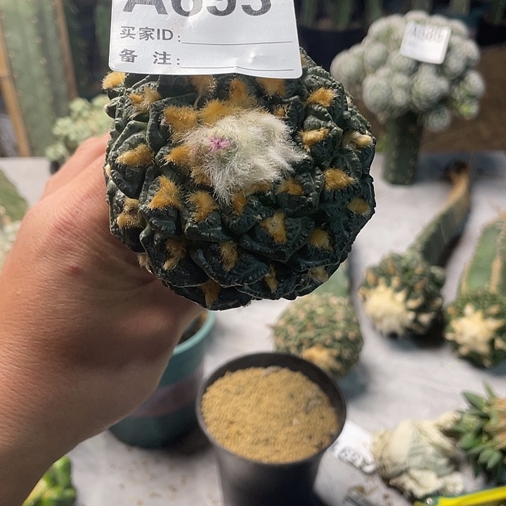 完全开放693龟甲一个