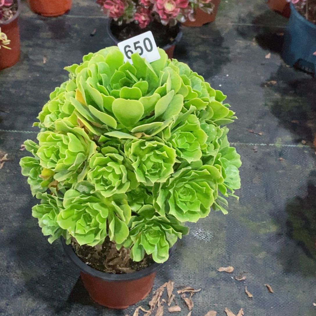 绿玫瑰650多肉1111