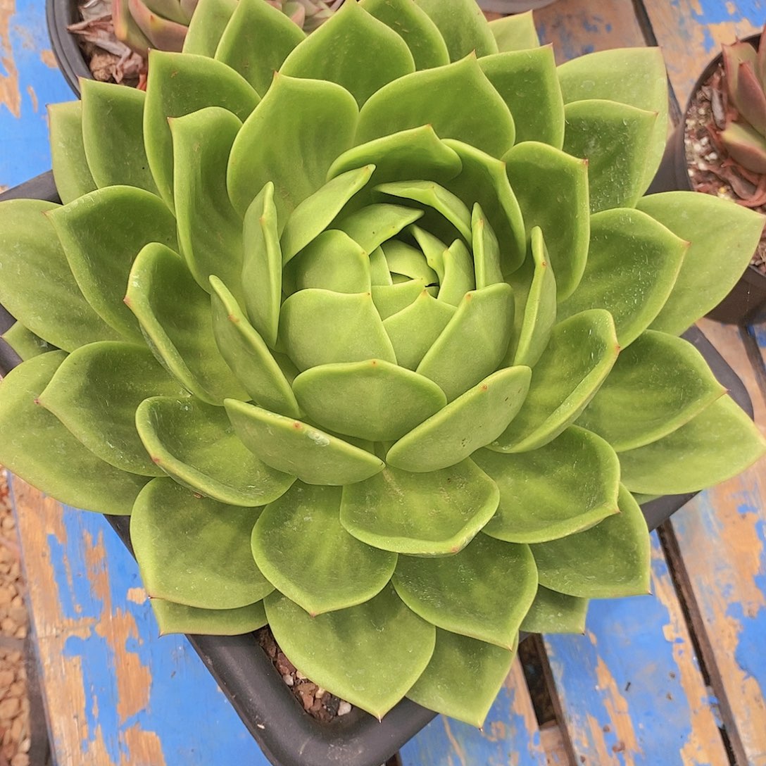 多肉植物翠花单头