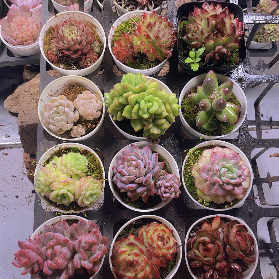 达****?多肉组合一筐13颗