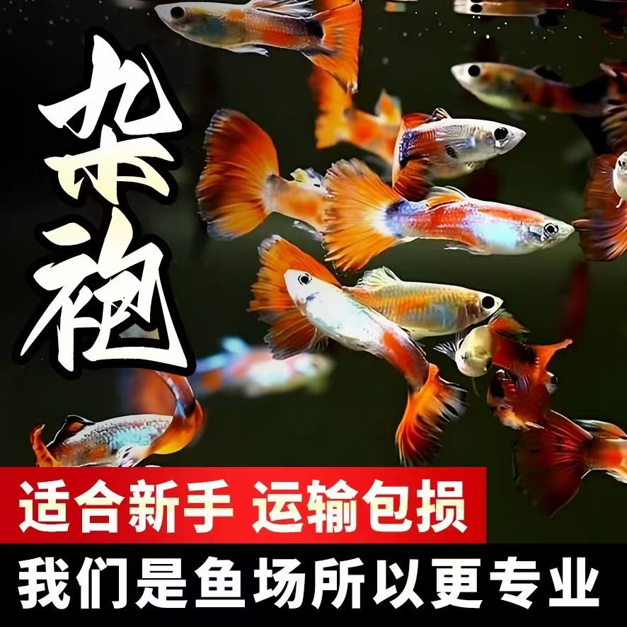 【渔场直播 专属链接】杂袍孔雀鱼1-3cm