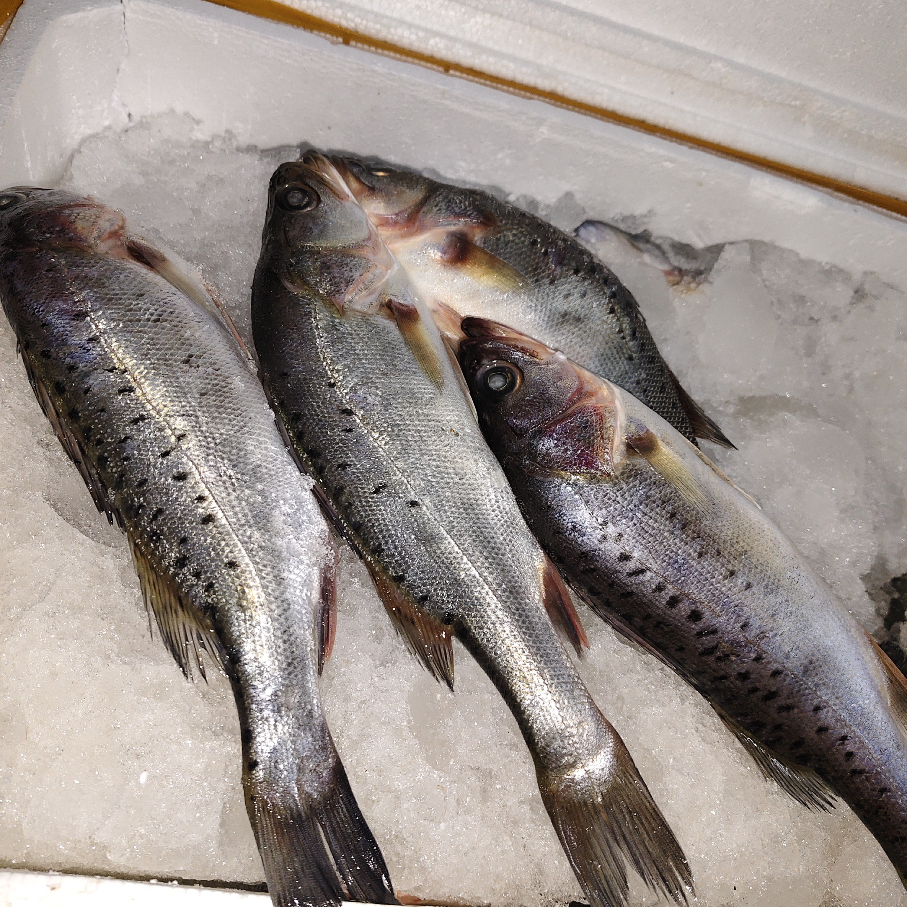 鲈鱼 5 元 一条 6 两多