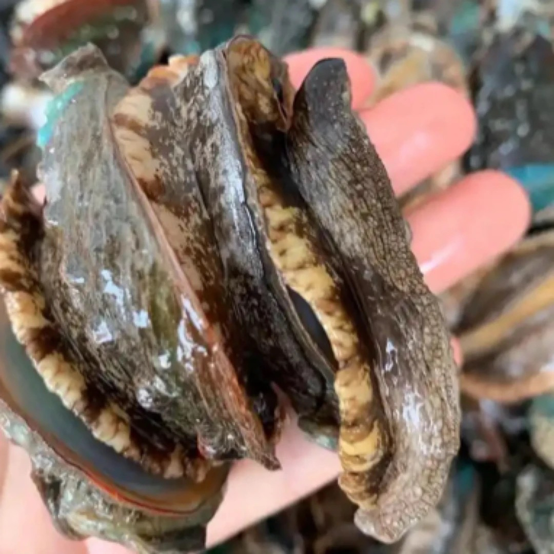 10头鲍鱼一只（鲜活默认处理）