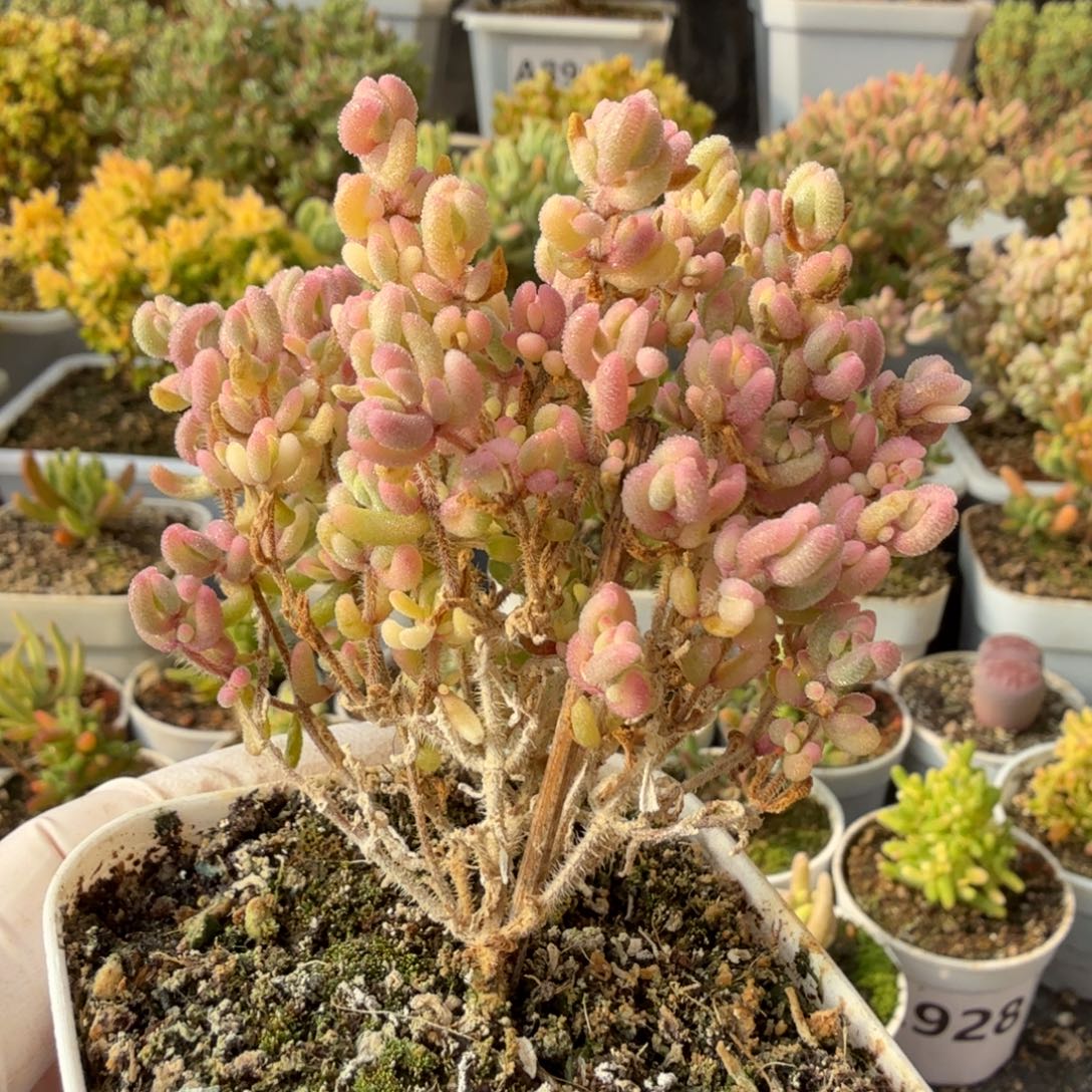 A269红宝石锦枝干