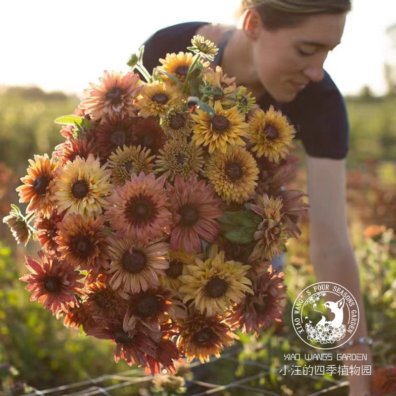 金光菊撒哈拉重瓣品种耐旱耐寒多年生草本花镜材料庭院阳台盆栽苗