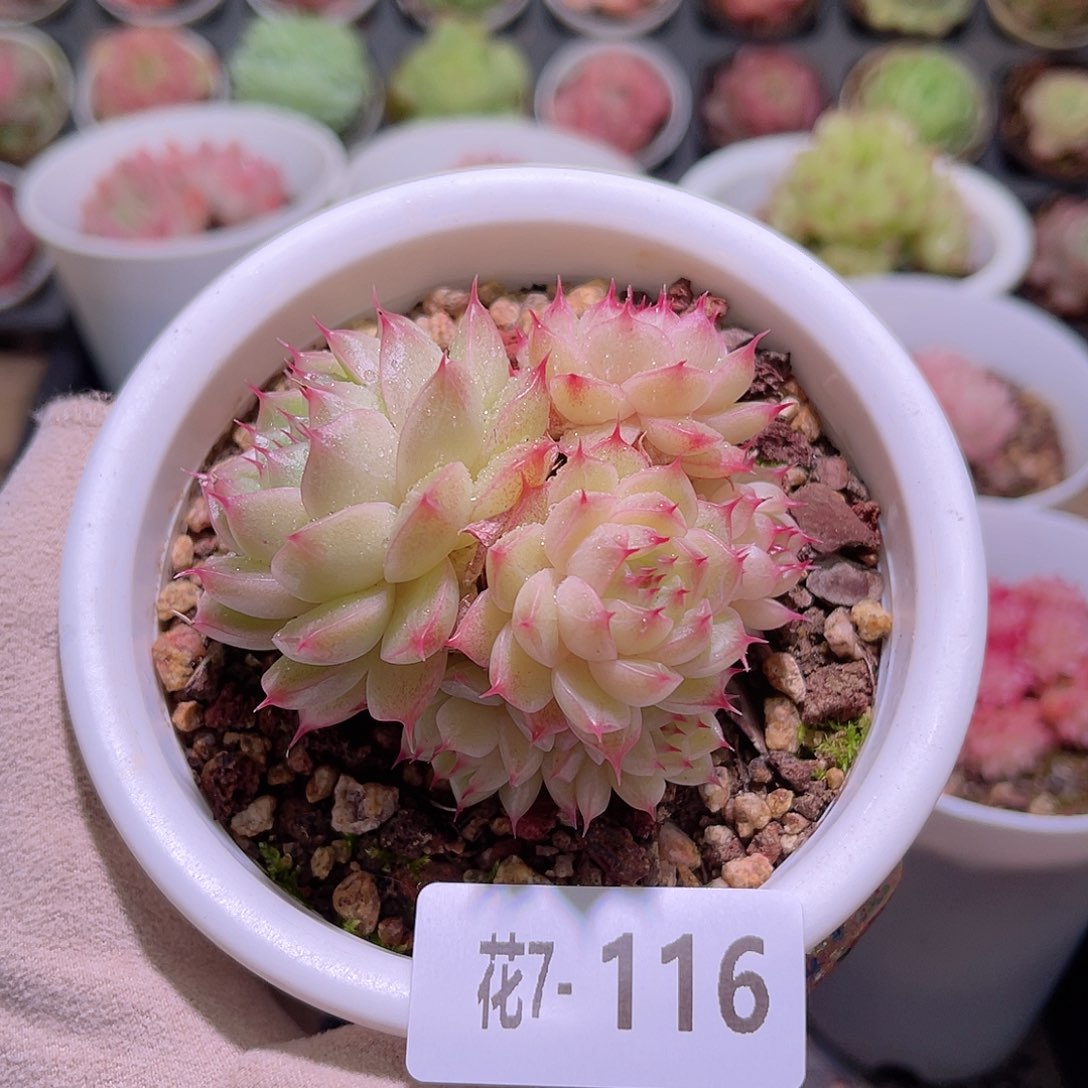 花利美7-116海王群