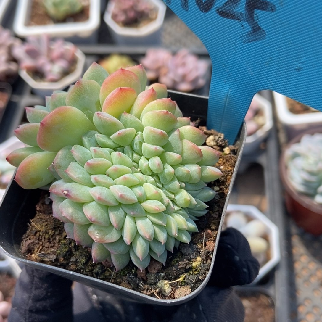 025冰魄缀多肉植物保护