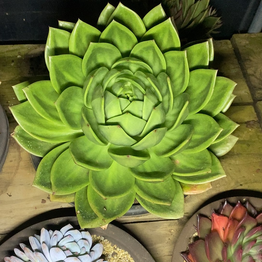 多肉植物翠花福利
