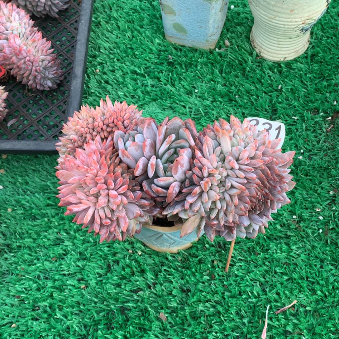 931橙子缀多肉植物