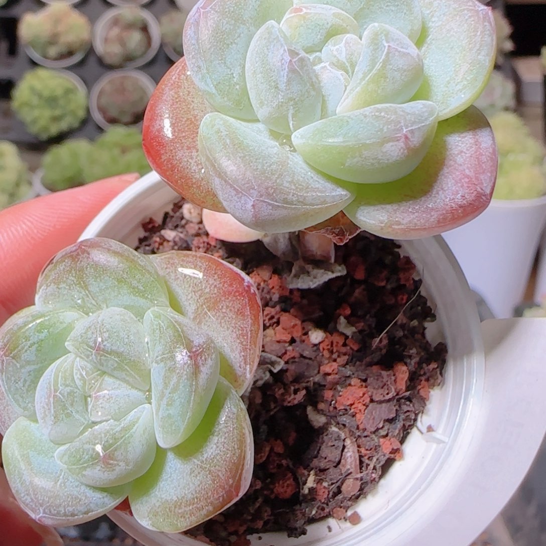 凯****花语逸镜1028-510冰玉