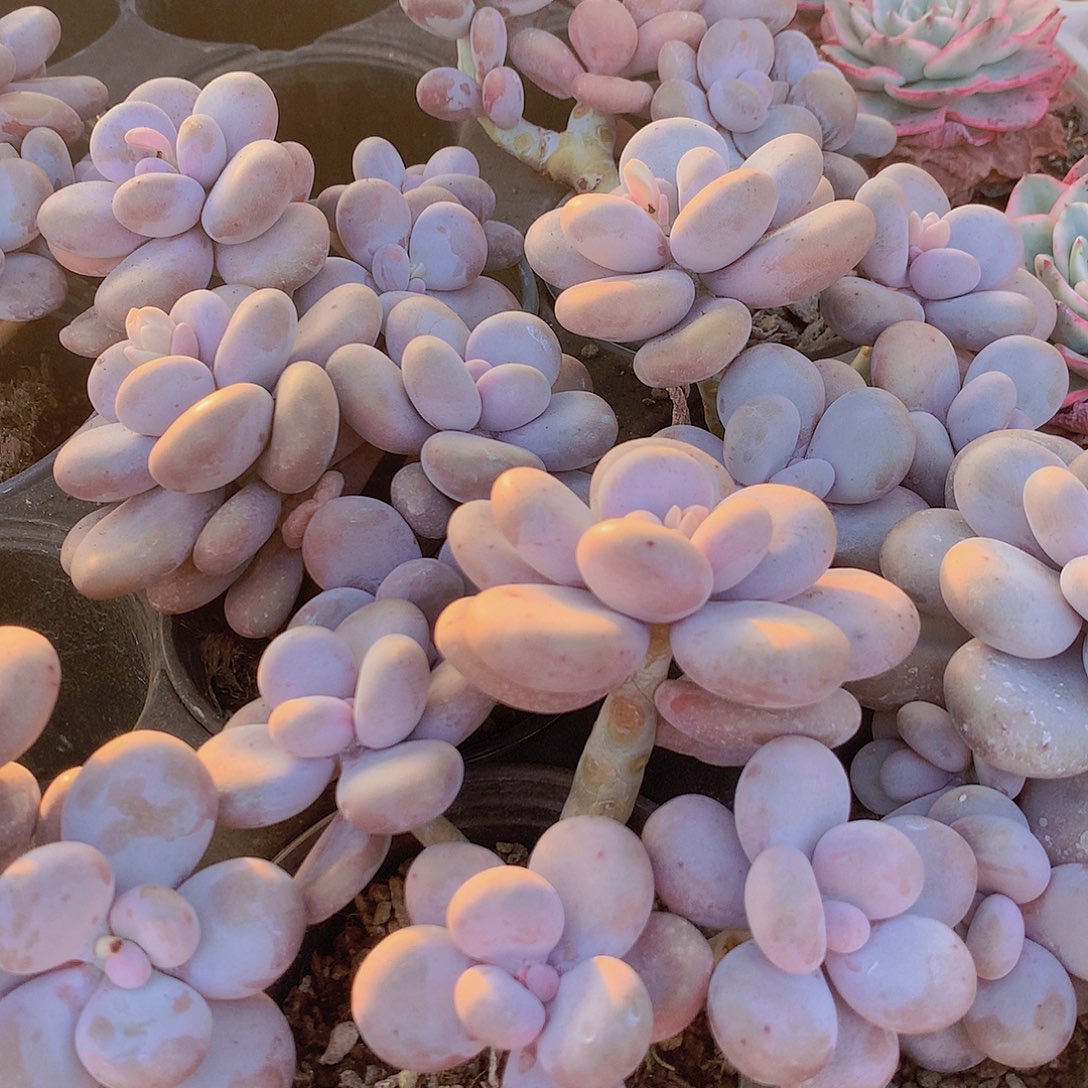 奶酪45678999999000