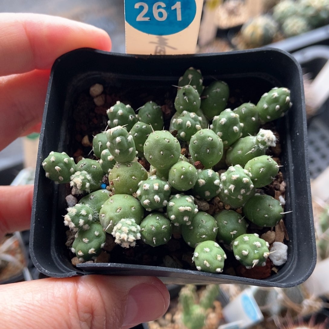 罗西安娜一颗仙人球