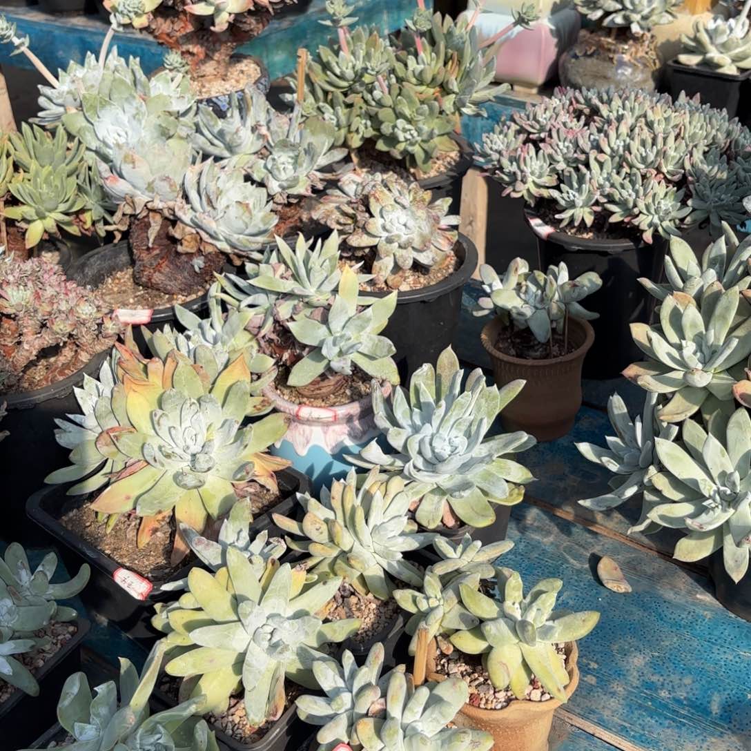 方***正截止11月寄养结清