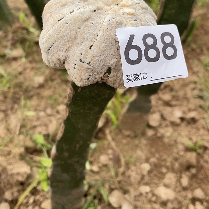 仙人球688号浓白海星