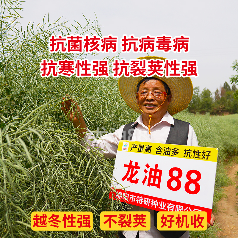 买2送1龙油88优质油菜种子高产抗寒抗倒含油高杂交油菜籽种送硼肥