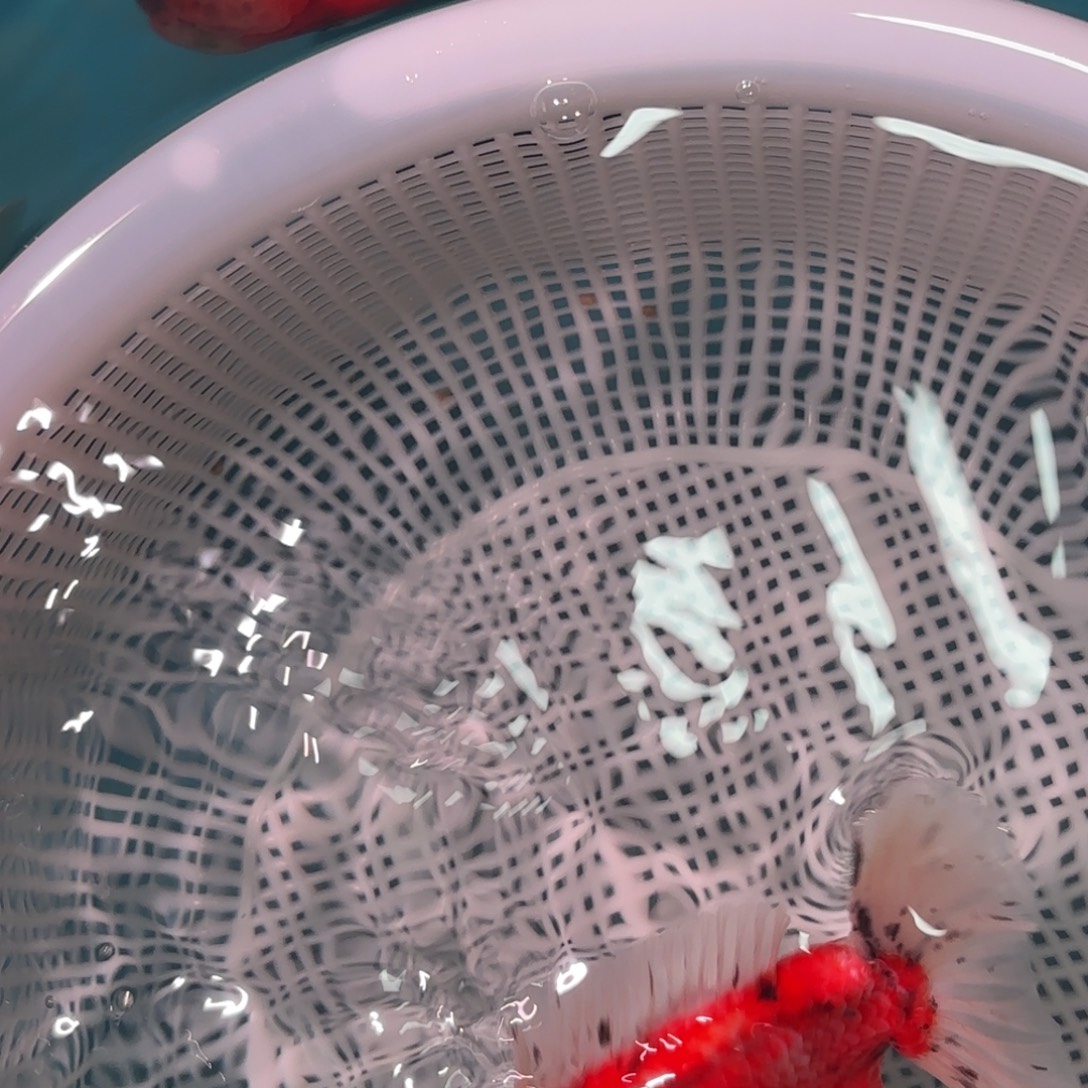 海水鱼14公分公鱼