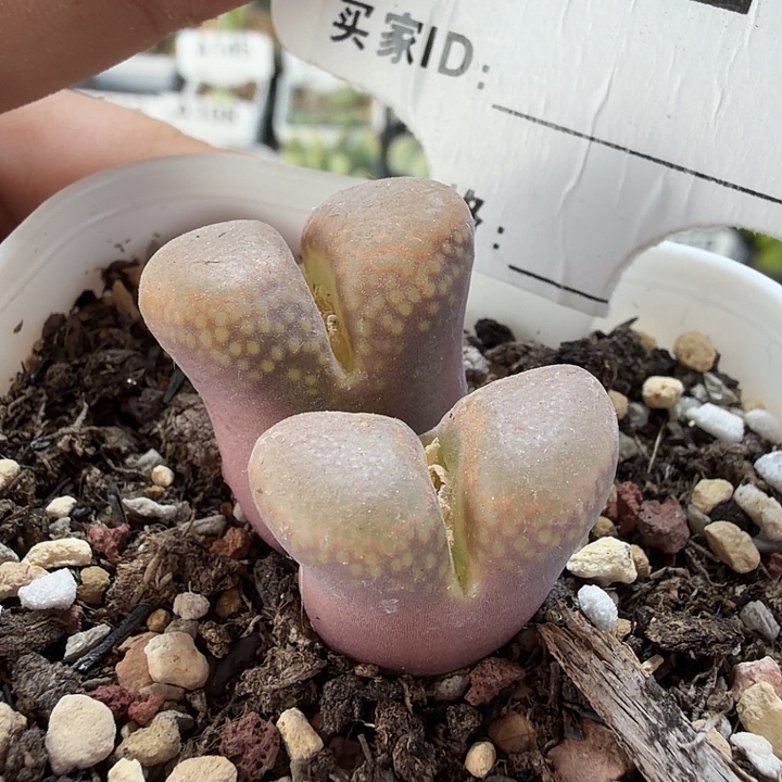 026。满38包邮肉锥