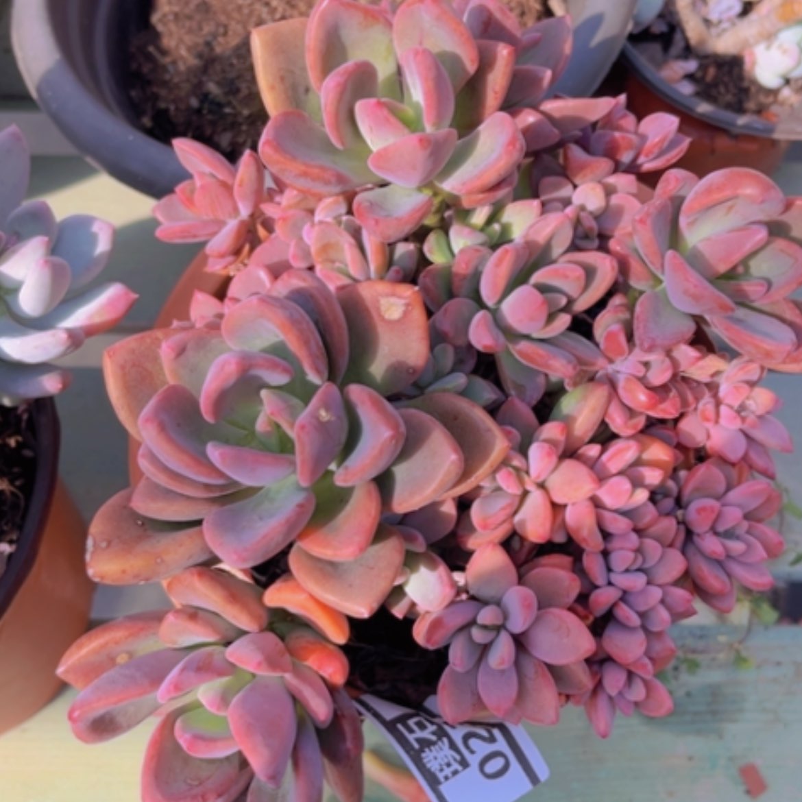 【闪购商品】紫心0235