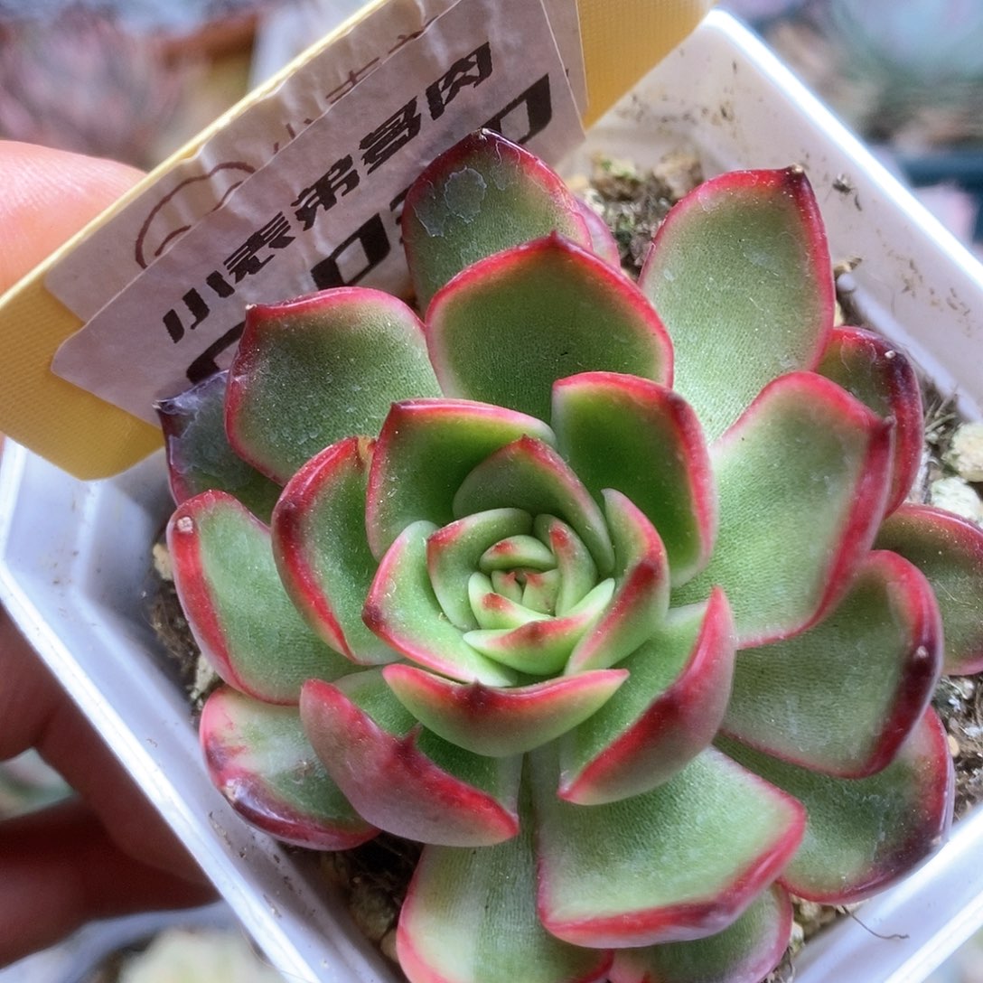 D030宝莉安娜锦锦锦锦锦