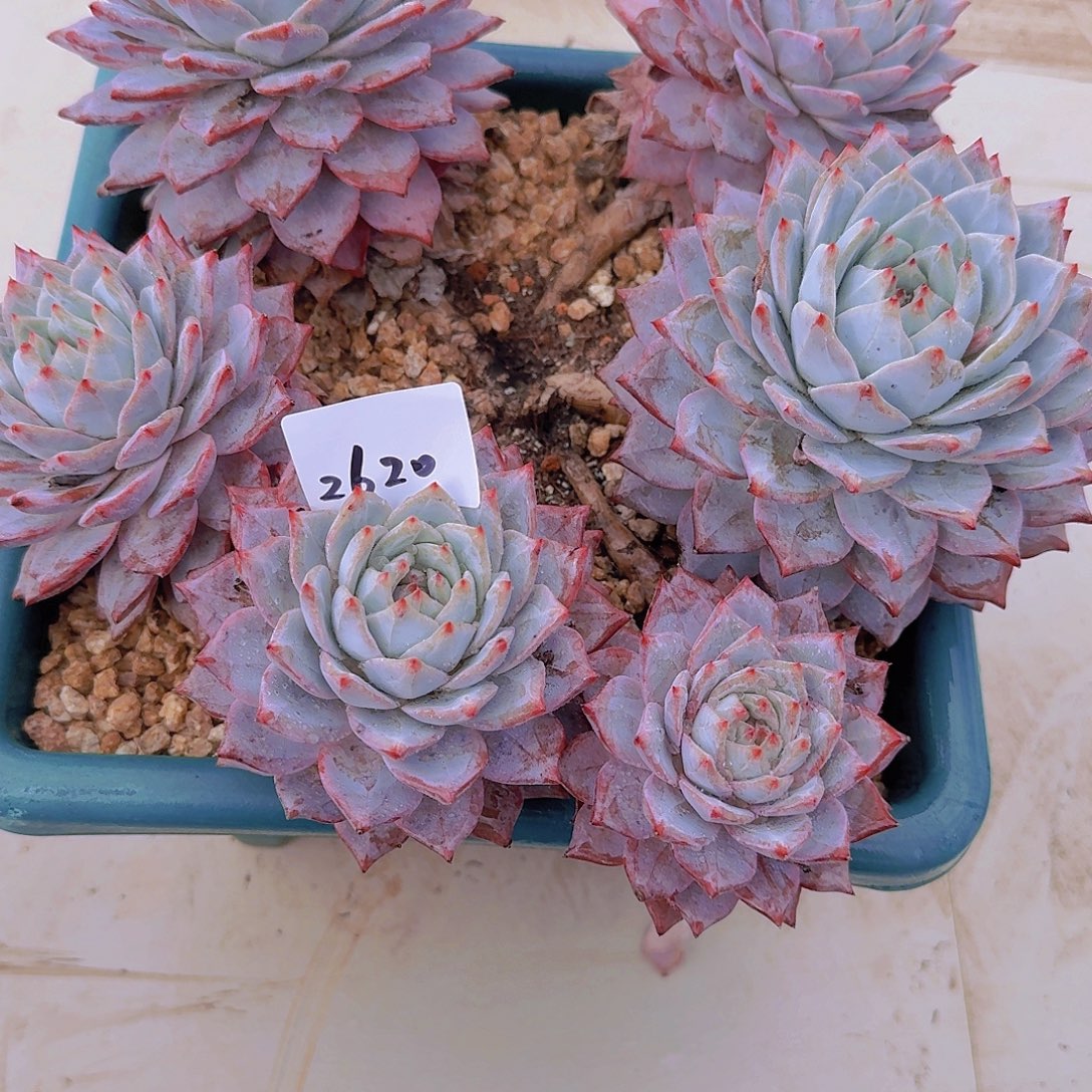 2620粉蓝鸟多肉植物