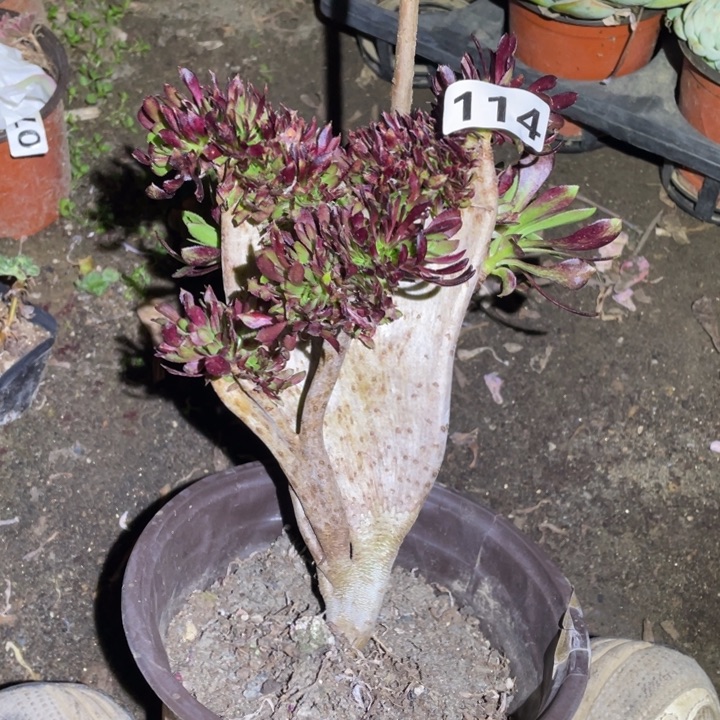 114号黑法师缀化多肉