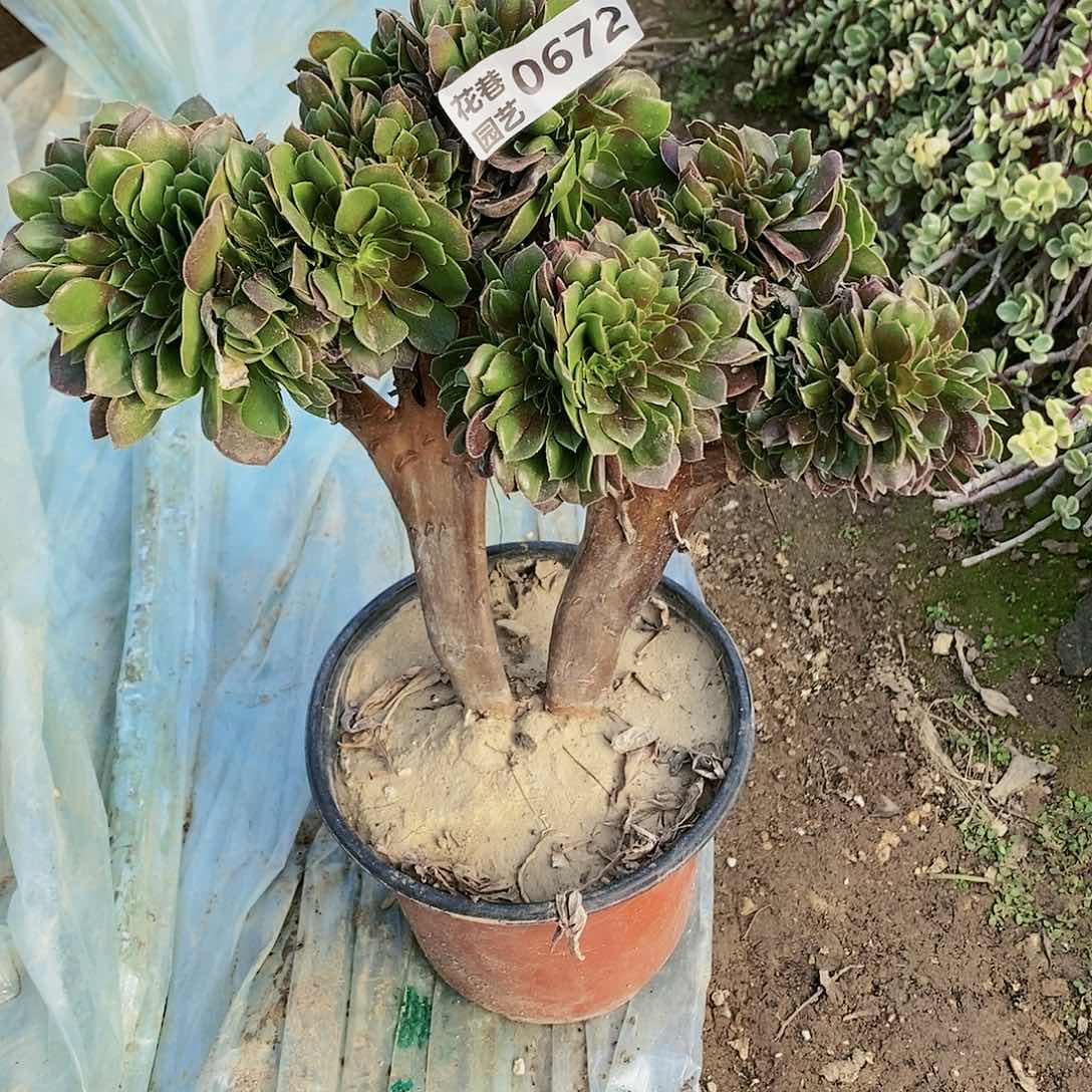 672号柠檬玫瑰缀化多肉植物