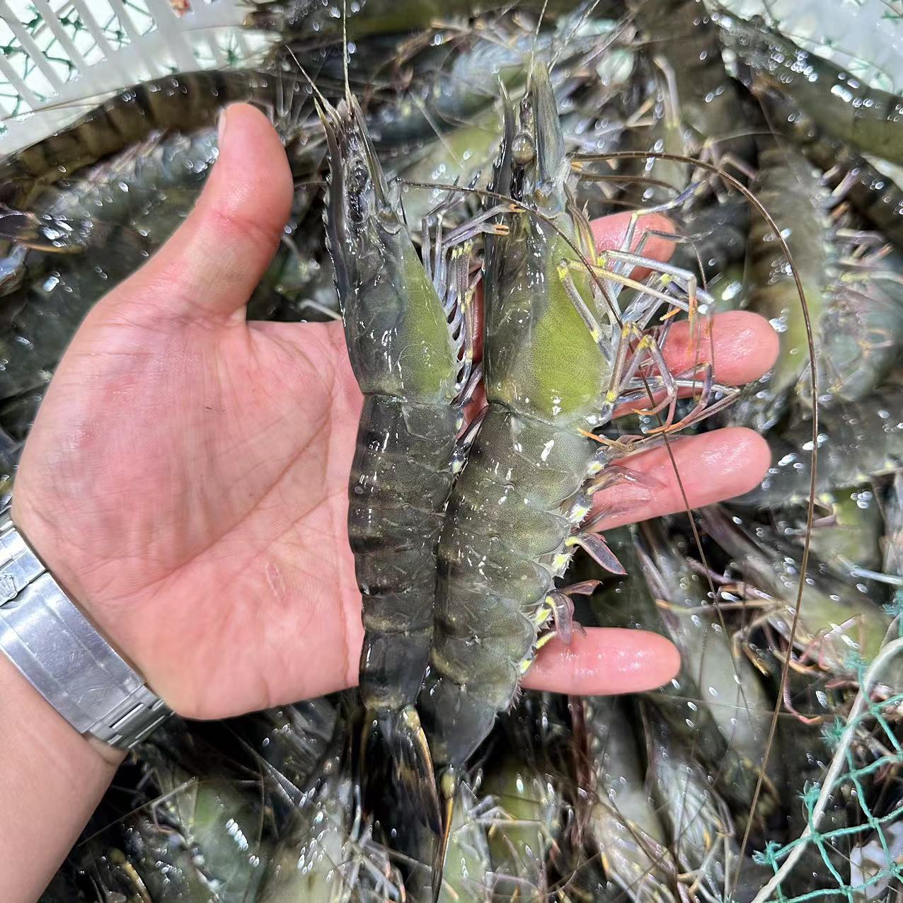 鲜活黑虎虾10-12条左右/斤【2斤起拍】保鲜不保活，建议省内拍。