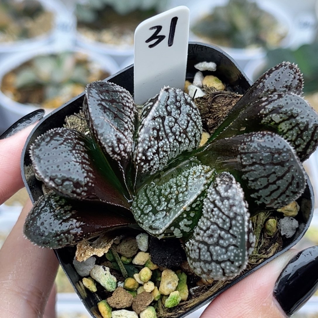 31巨大丸叶摩多寿少锦福利专场