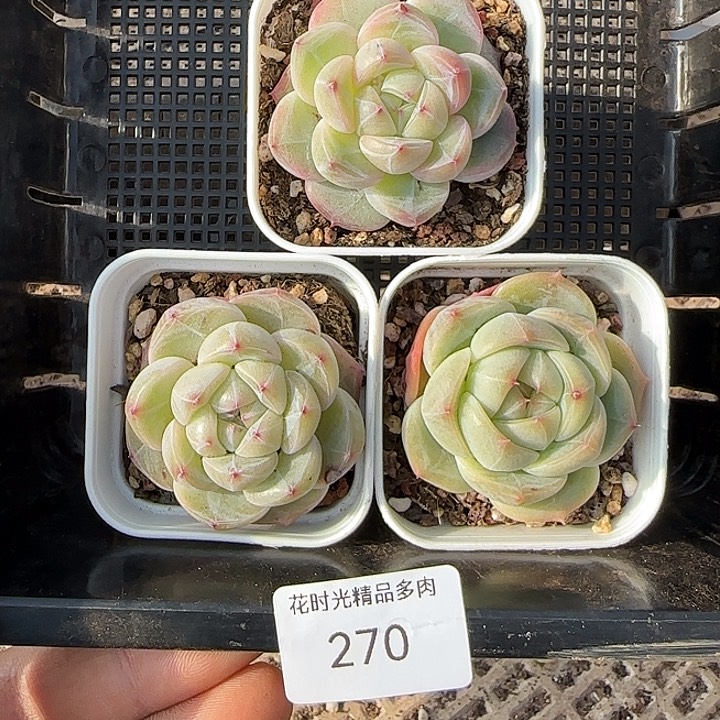 花时光精品多肉270