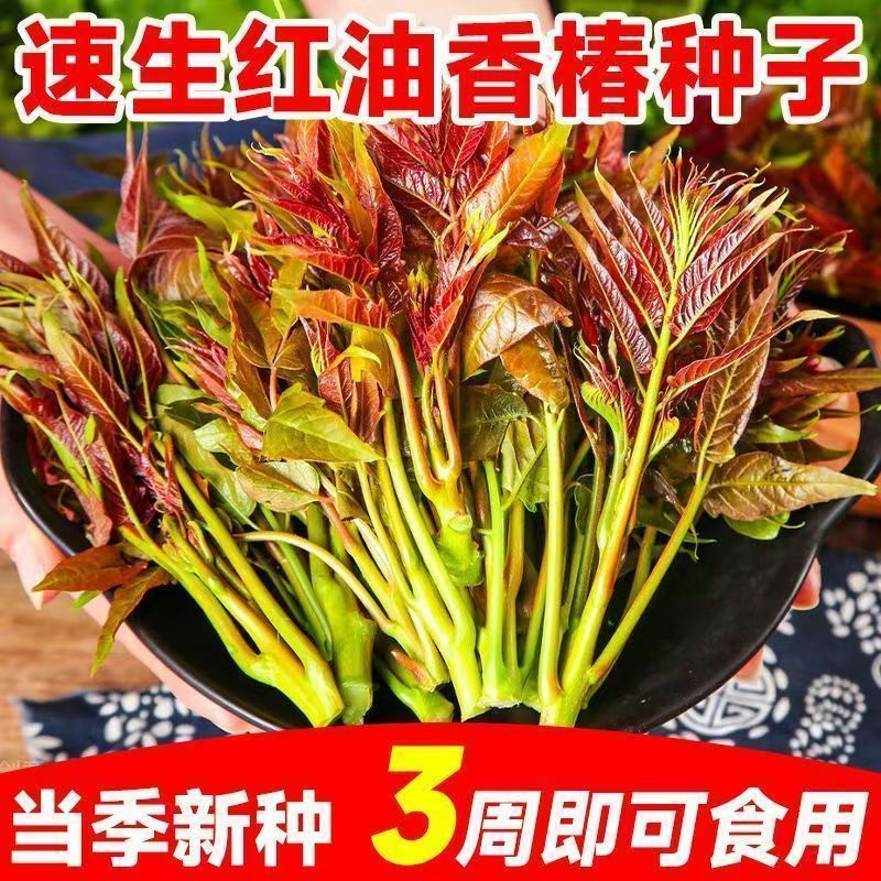 【香椿种子】速生红油香椿家庭阳台小院盆栽地栽四季种植