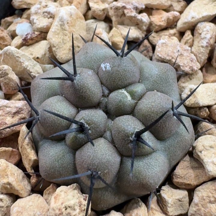 黑王丸实生仙人球 