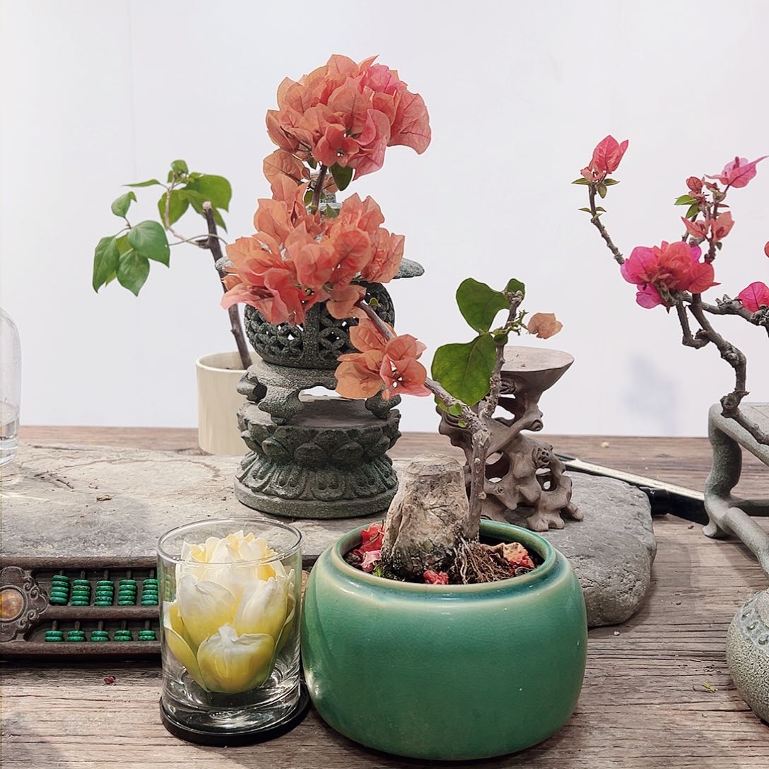 无花朵小****3三角梅三角梅三角梅