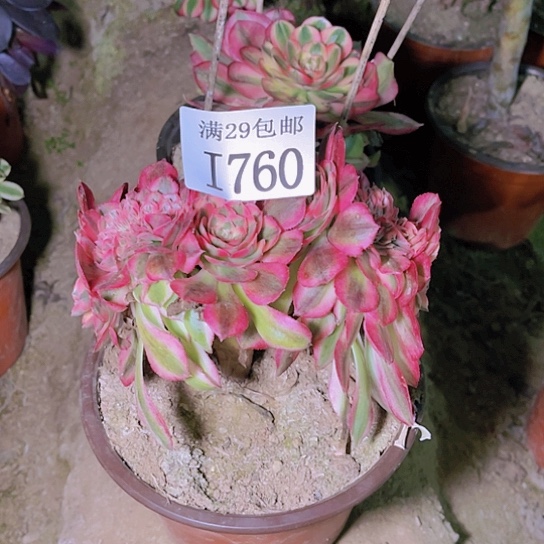 760倾城缀多肉植物