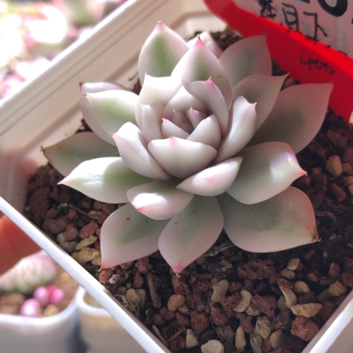 月下覆轮锦有根有