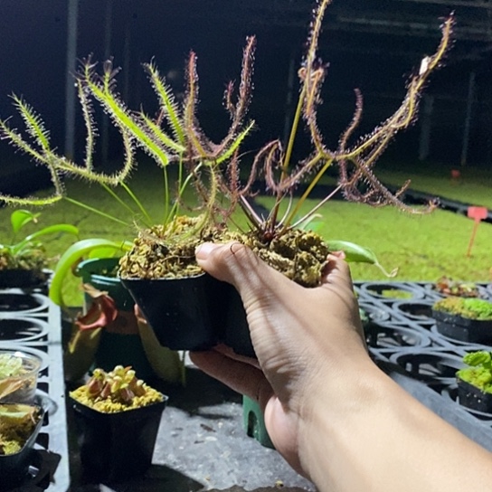 完全开放二叉多叉两盆