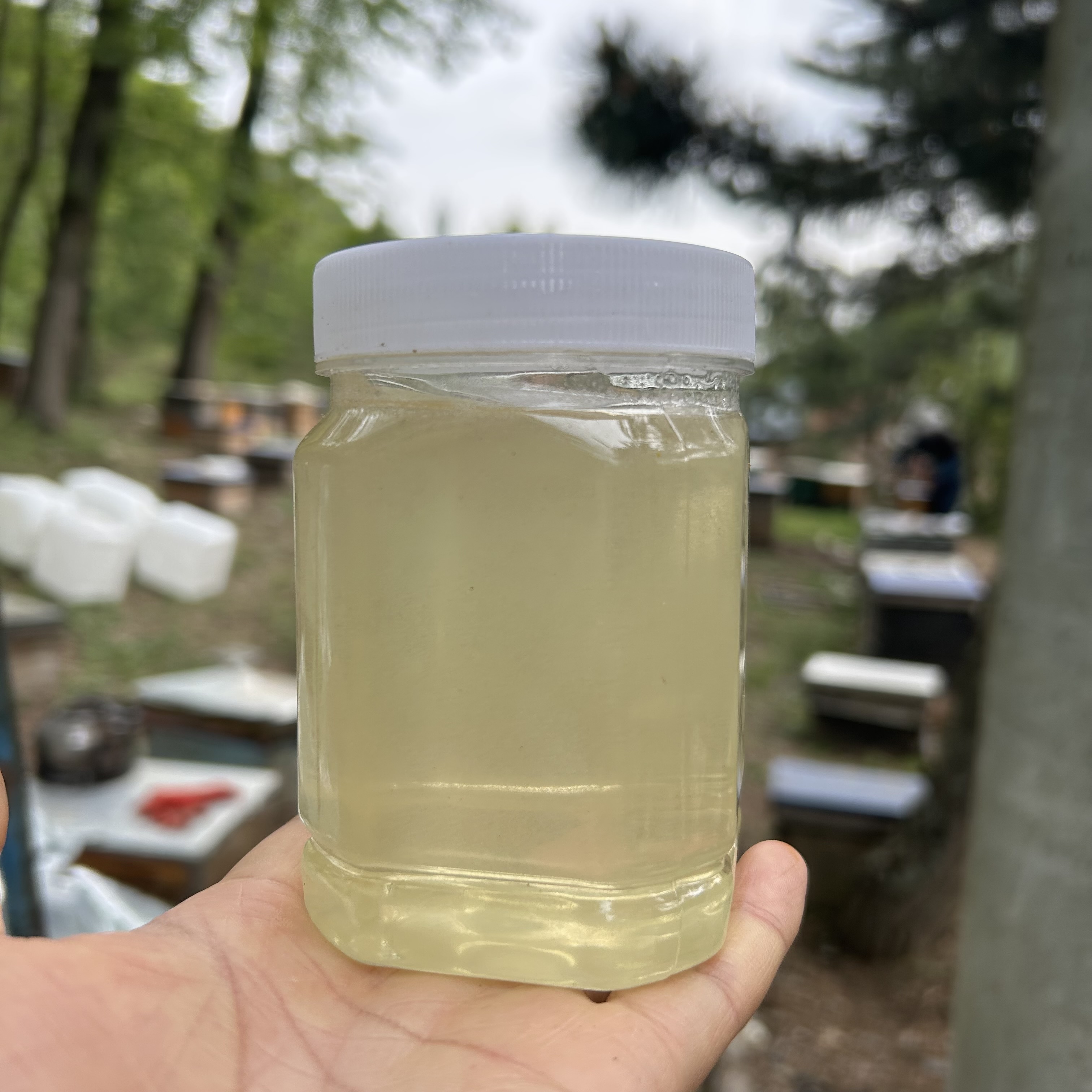 槐花蜜 甘肃大山农户自养自产的槐花蜜1斤装