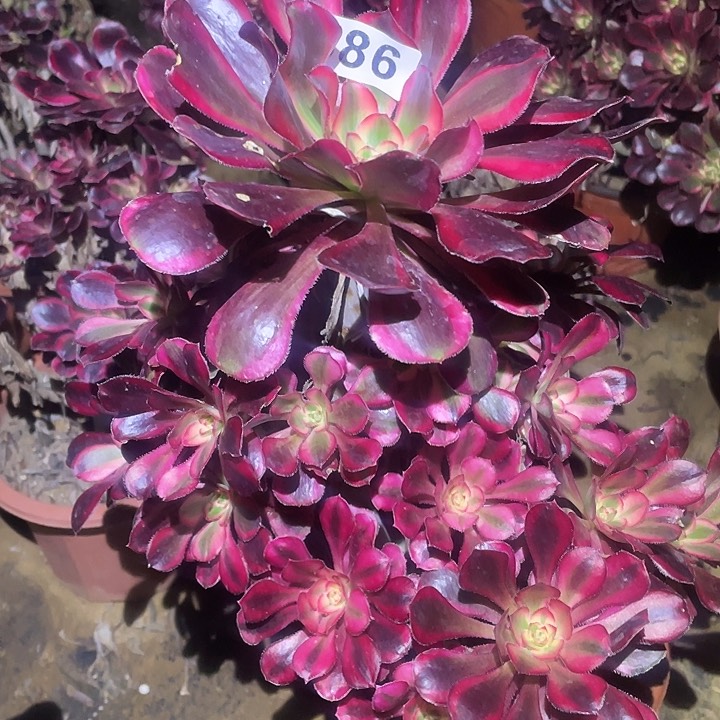 多肉植物法师586箱奶儿
