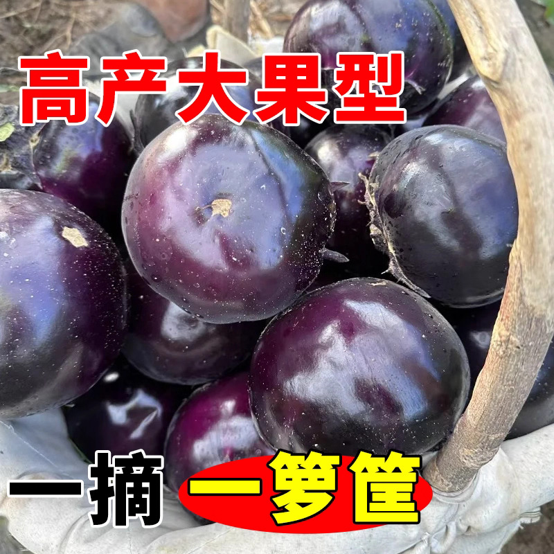 【全店满5包包邮】圆茄种籽黑紫色蔬菜孑特大茄子四季阳台盆栽