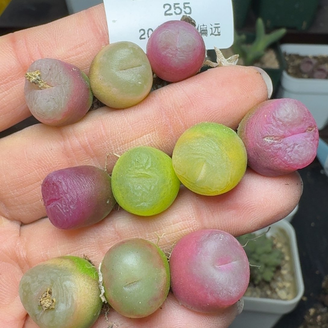 255十颗000000000000