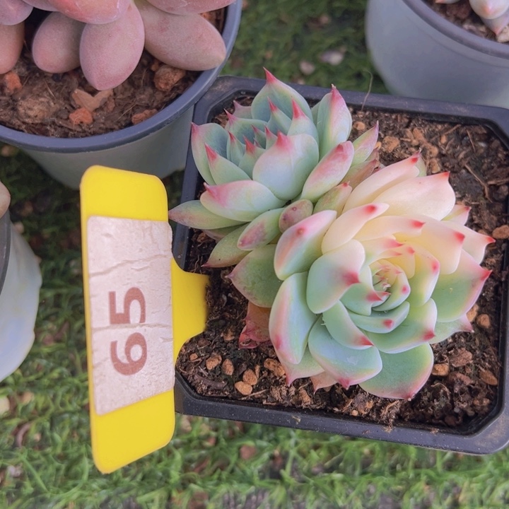 健健康康平平安安