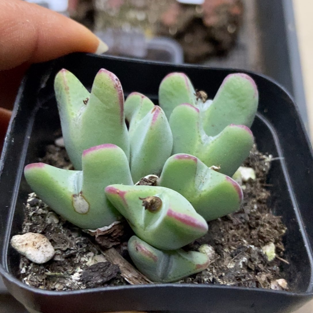 7283一盒七方红边毛将