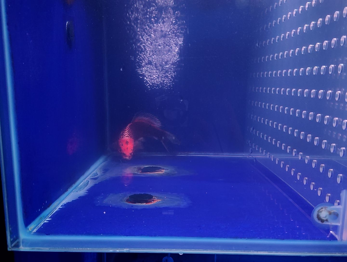 蝴蝶鲤鱼灰鳍红猫