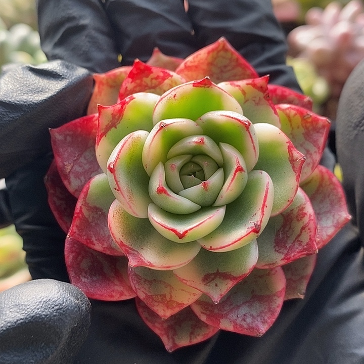 别***娘斗牛士锦多肉植物